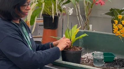 Asian woman in a Kew uniform working at a gardening bench, patting down soil around an orchid with white flowers