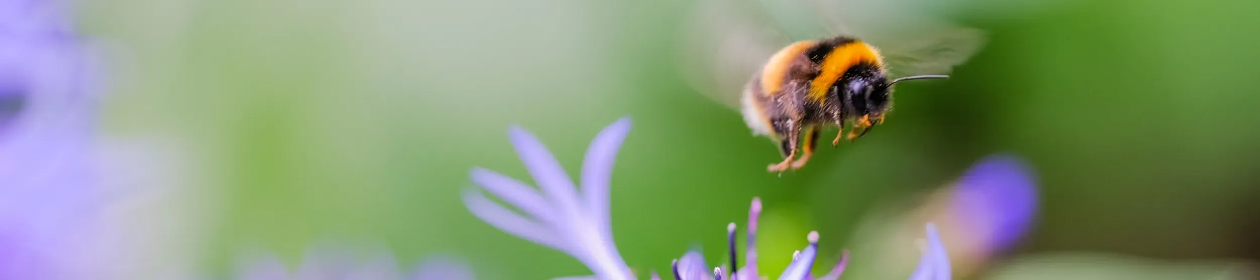 A bumble bee flying near a purple flower