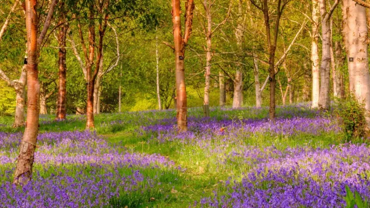 A forest with golden brown trees and a floor covered in bluebells