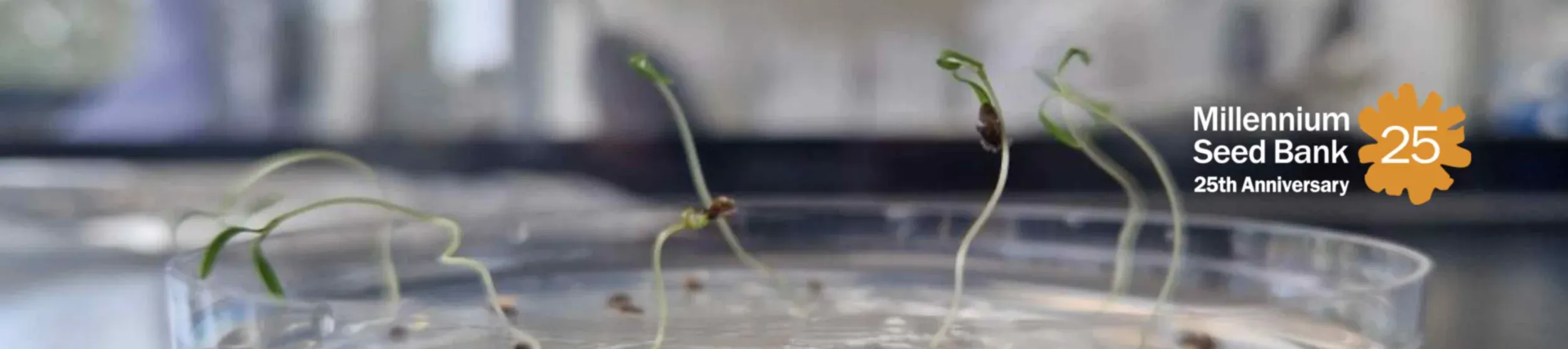 Seedlings emerge in controlled lab conditions, revealing early responses to temperature