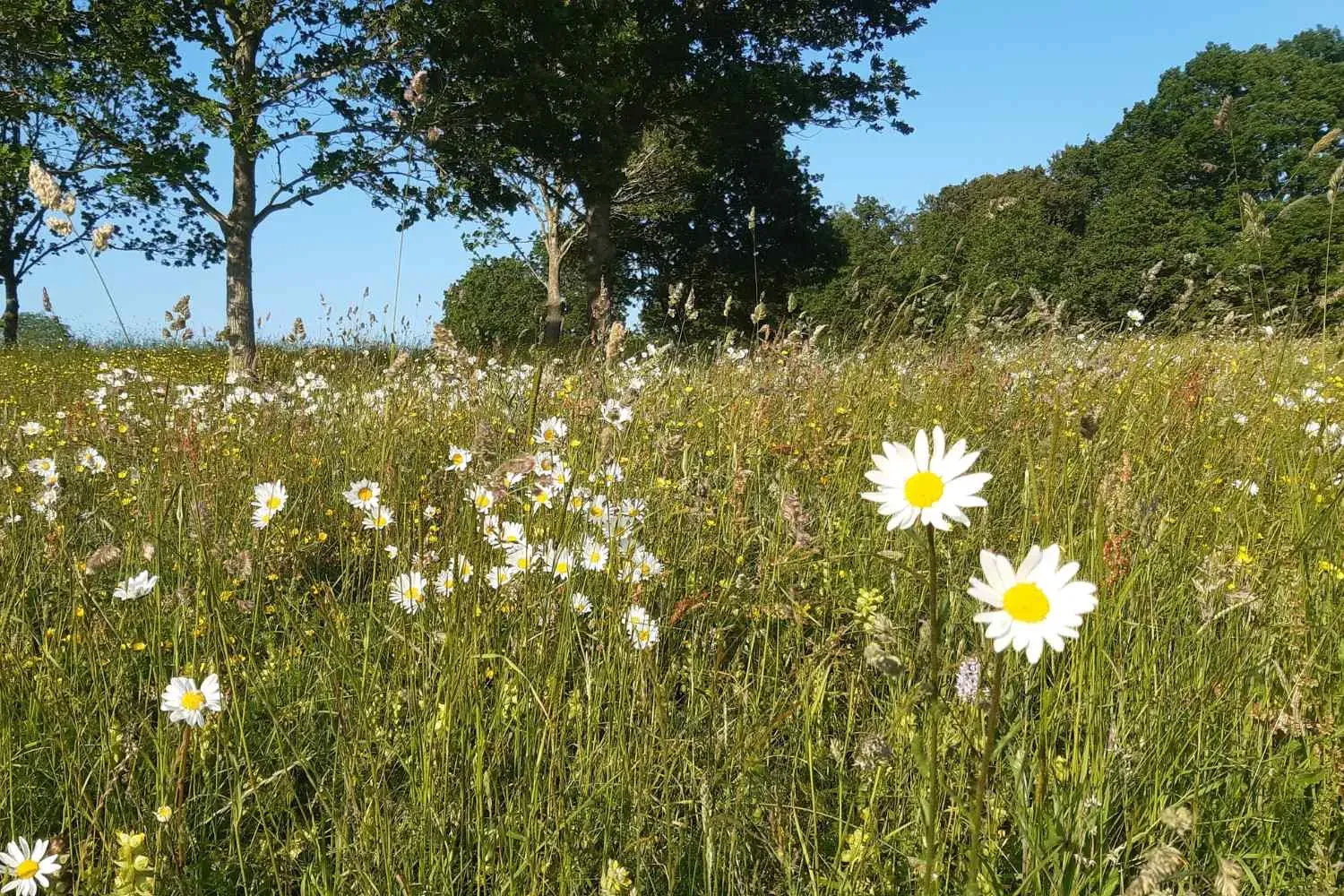 Wide view of a summer grassland filled with white daisies and yellow wildflowers under a blue sky with trees in the background