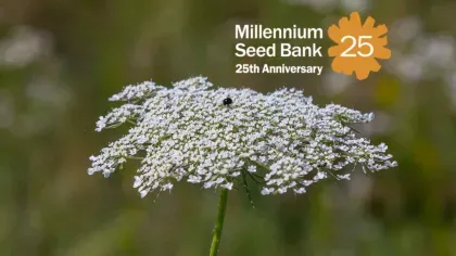 Carrot flowers with MSB25 logo