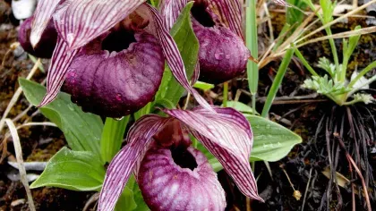 Three deep purple slipper orchids with striped petals and inflated pouches growing from damp soil among leaf litter and green foliage.