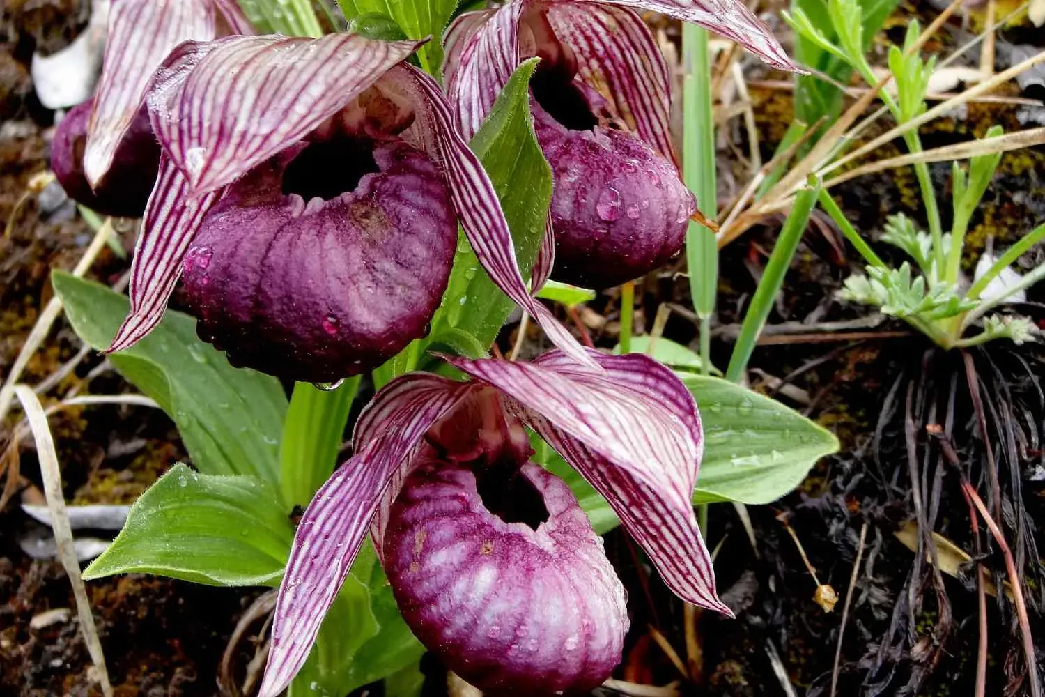 Three deep purple slipper orchids with striped petals and inflated pouches growing from damp soil among leaf litter and green foliage.