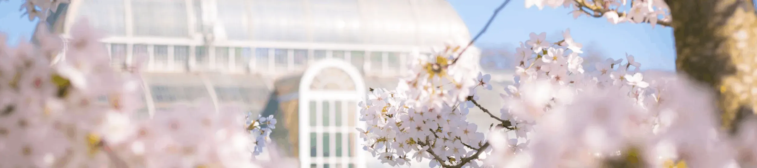 Blossom in front of the Palm House