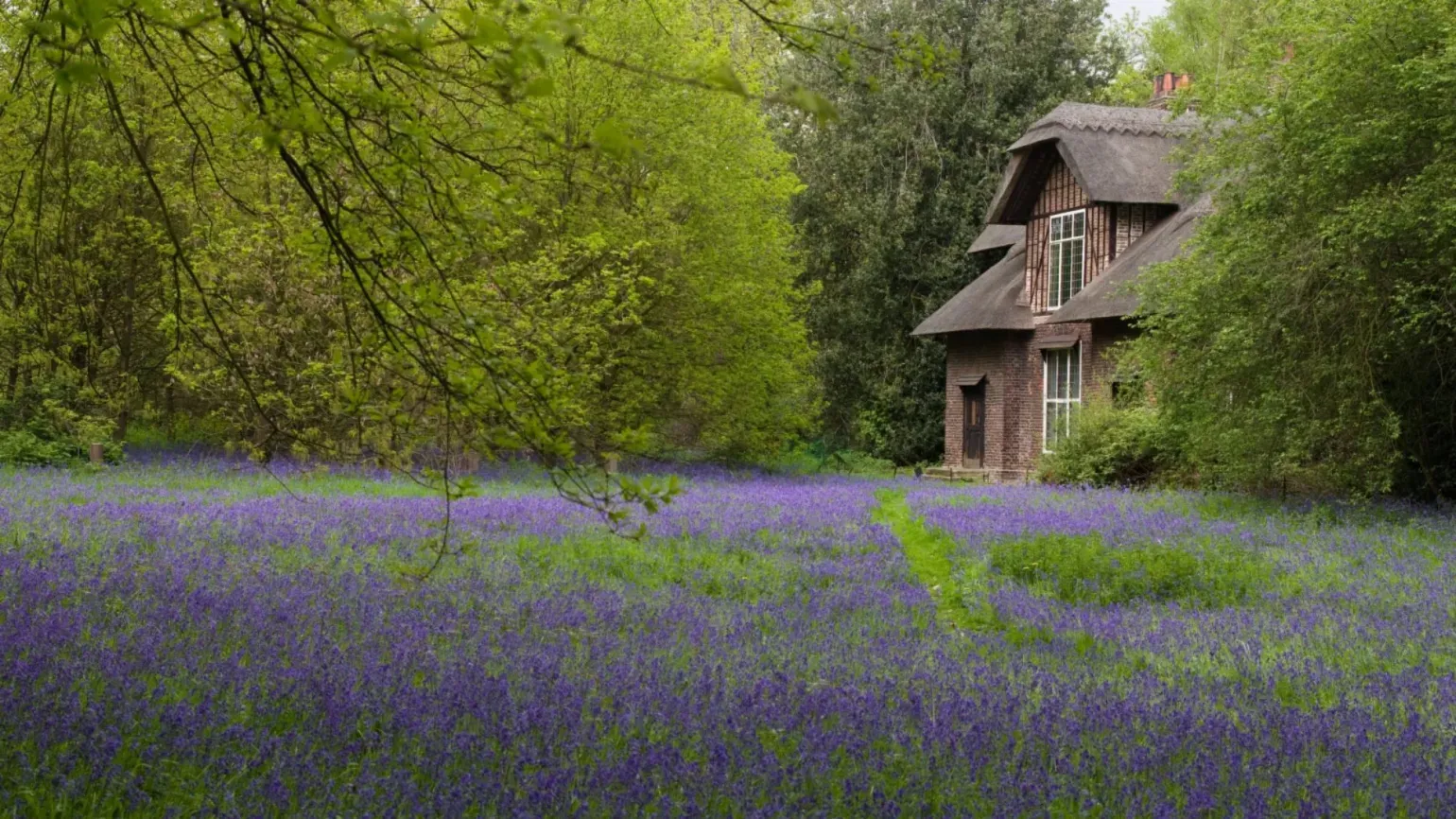 Bluebells surrounding Queen Charlotte's Cottage in the natural area of Kew Gardens