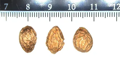 Three Large-fruited Brucea (Brucea macrocarpa) seeds being measured by a ruler
