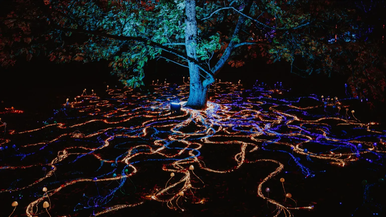 New for 2025, Mycelium Network installation