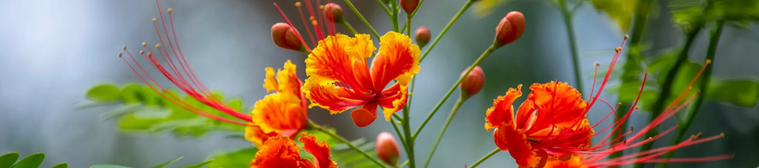 Caesalpinia in the Princess of Wales Conservatory, summer 2023