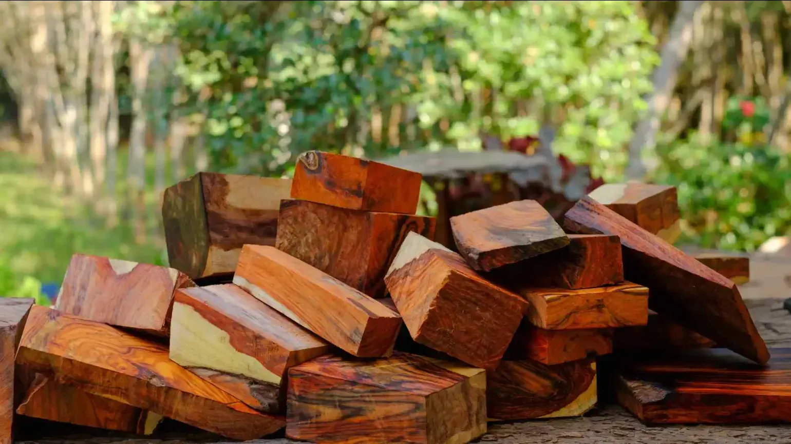 Stack of logs in forest