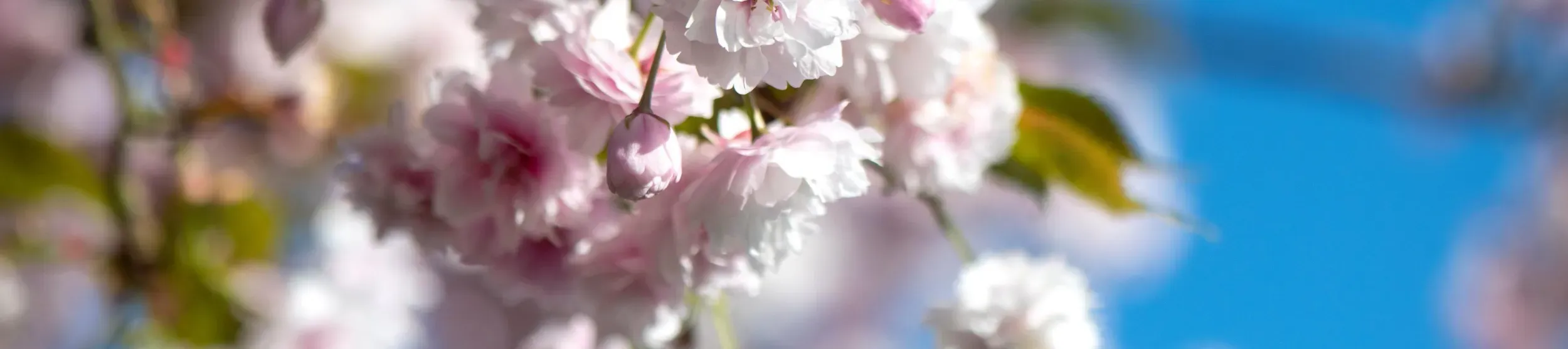 blossom