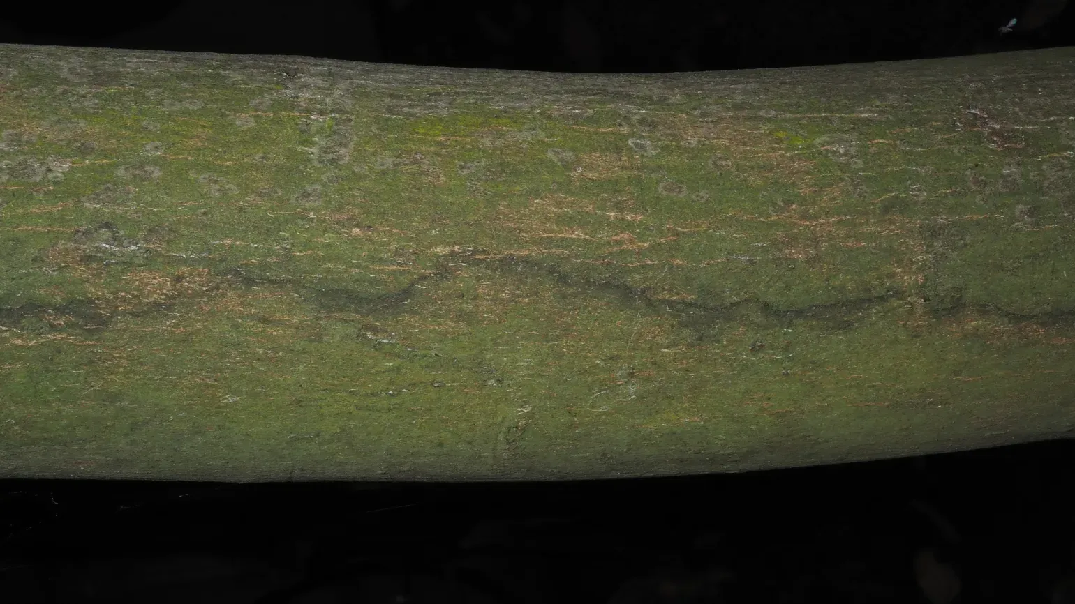 Brown bark of the cinnamon tree
