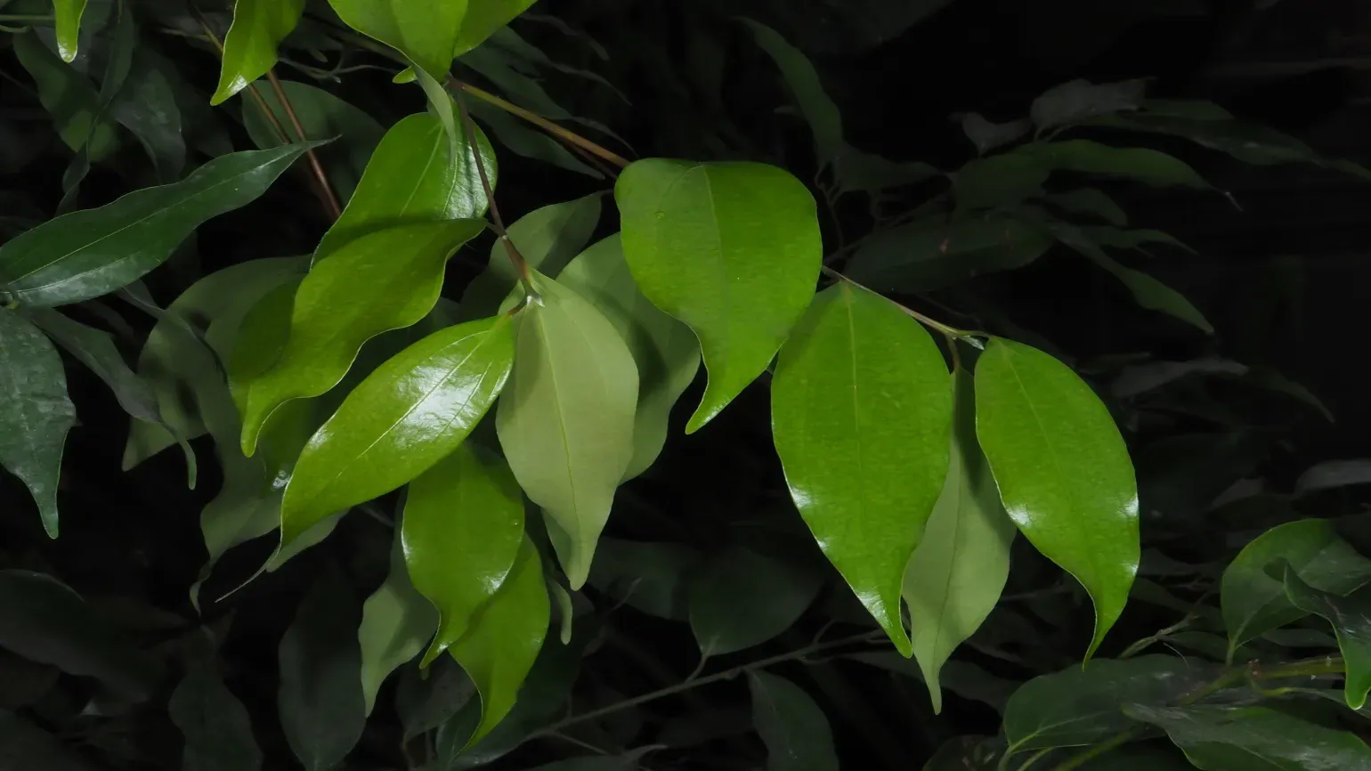 Image of green shiny leaves of the cinnamon tree