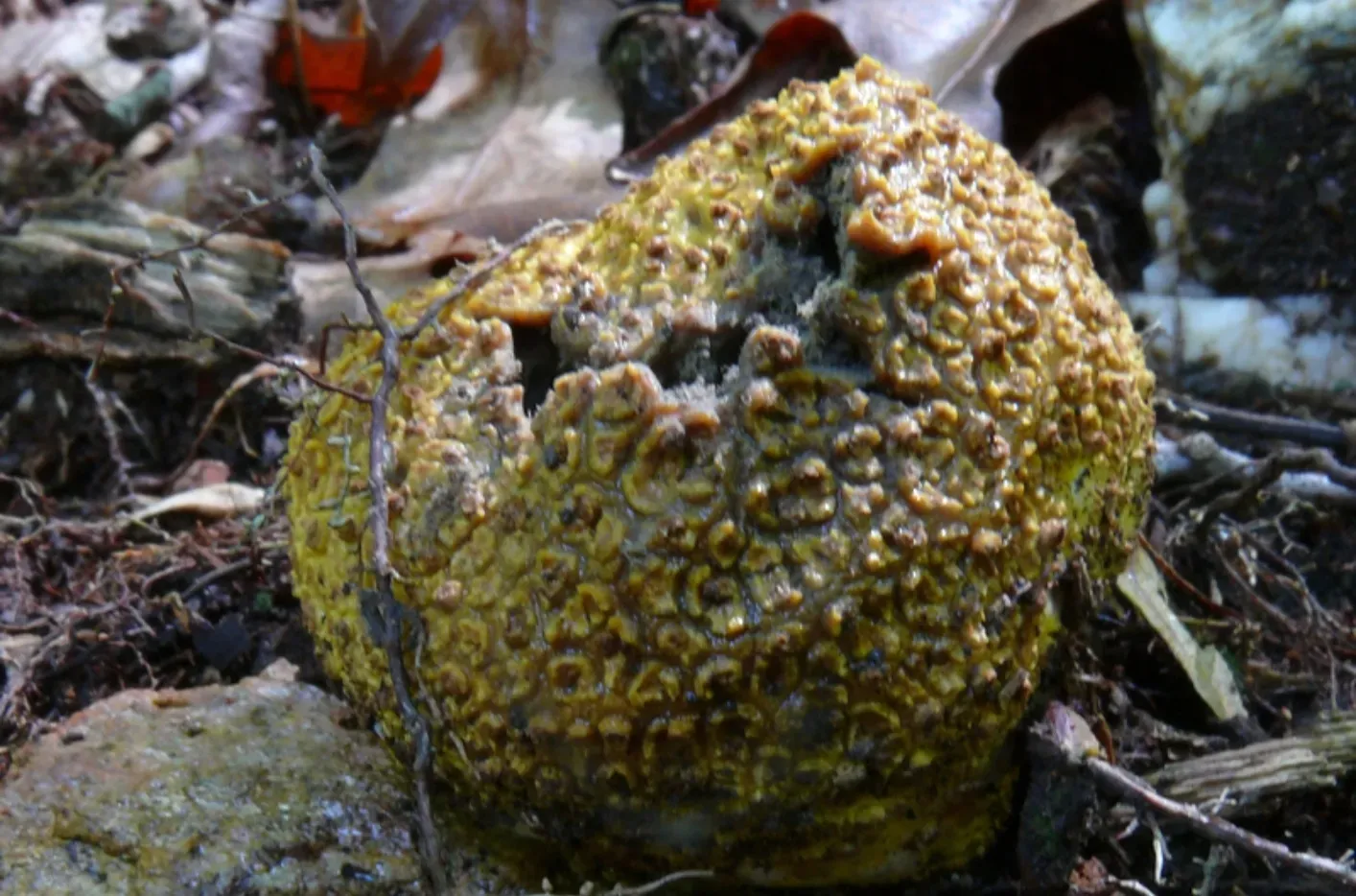 Close up of a common earthball showing the black inner gleba