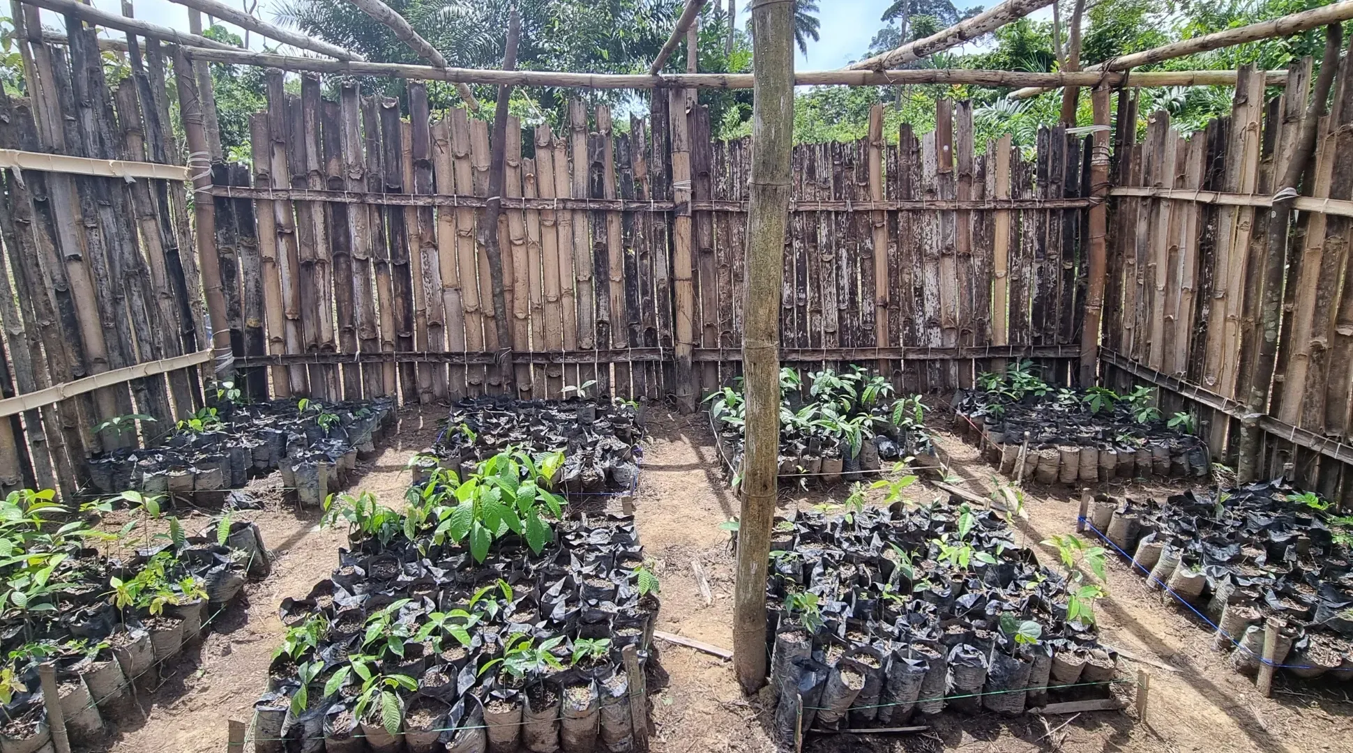 Photo of the community nurseries