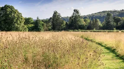 Coronation Meadow in summer