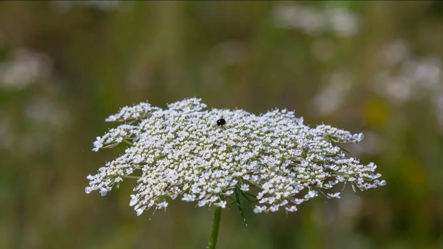 Close-up of a wild carrot flower head made up of small white florets, with a dark central floret and blurred green background