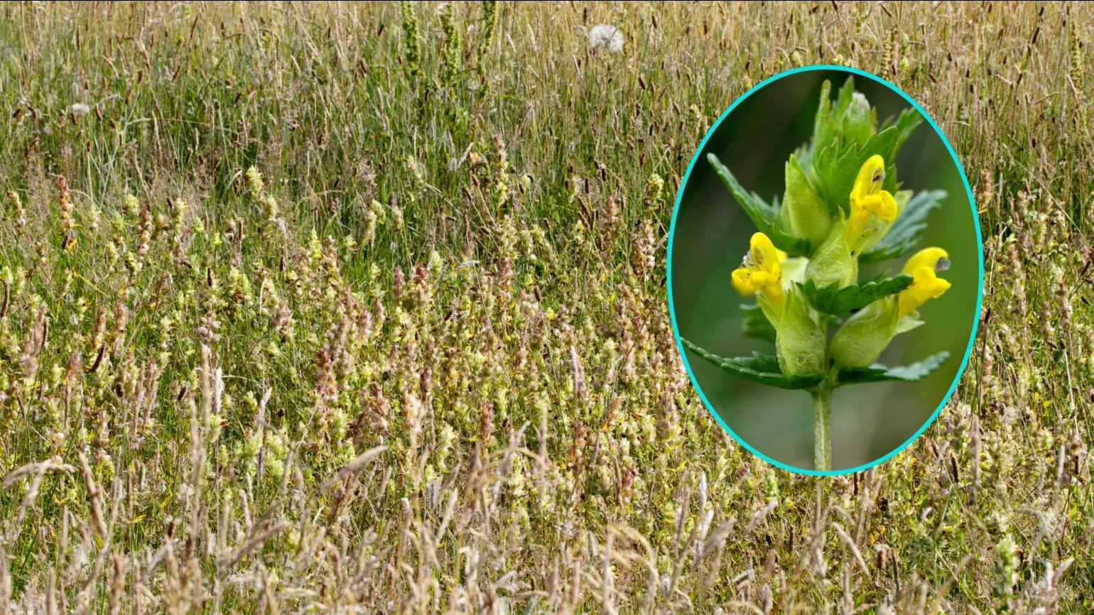 Image of a UK grassland with a circular inset showing a close-up of yellow rattle flowers with yellow tubular blooms and green bracts