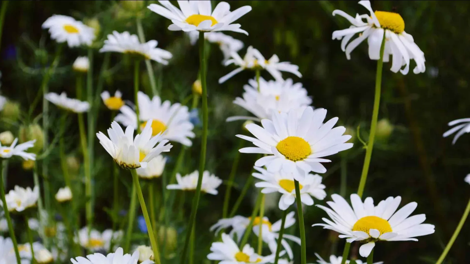 Close-up of tall white oxeye daisies with yellow centres growing densely together