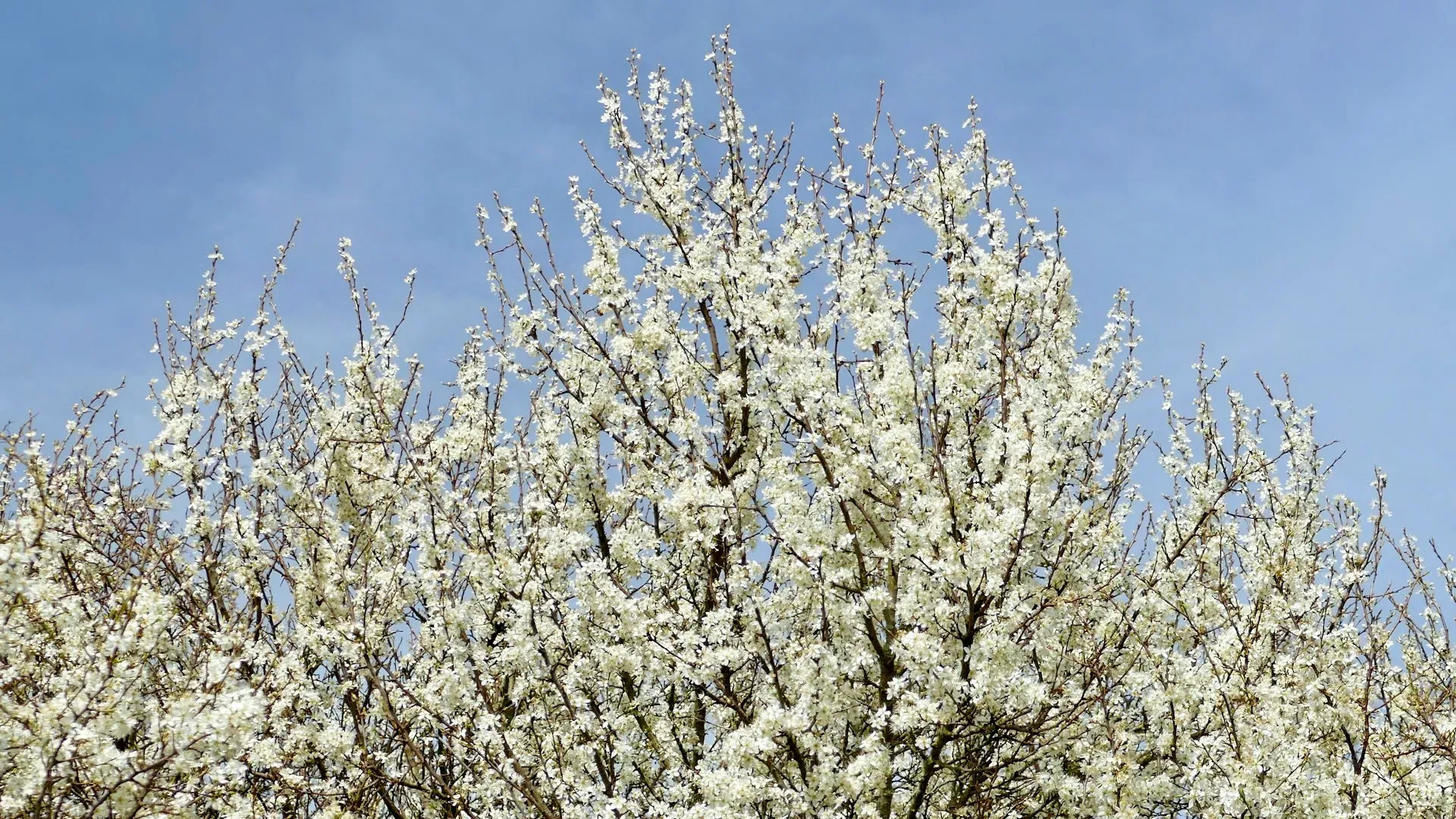 Branches pointing upwards into blue sky covered in white blossom
