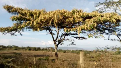 A single tree with yellow fluffy flowers