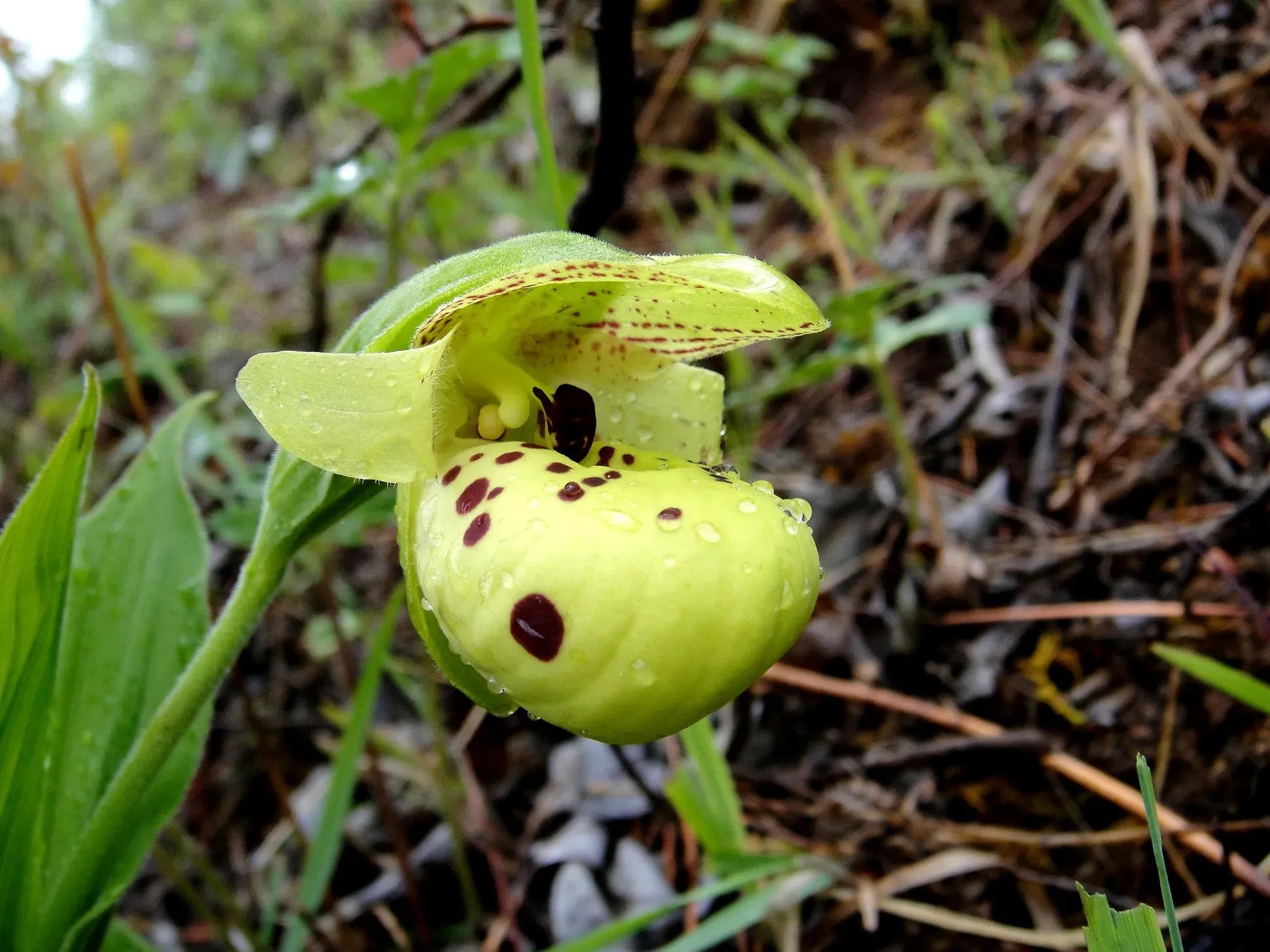 Close-up of a yellow slipper orchid with maroon spots on its inflated pouch and petals, growing on a forest floor with green leaves and damp soil.
