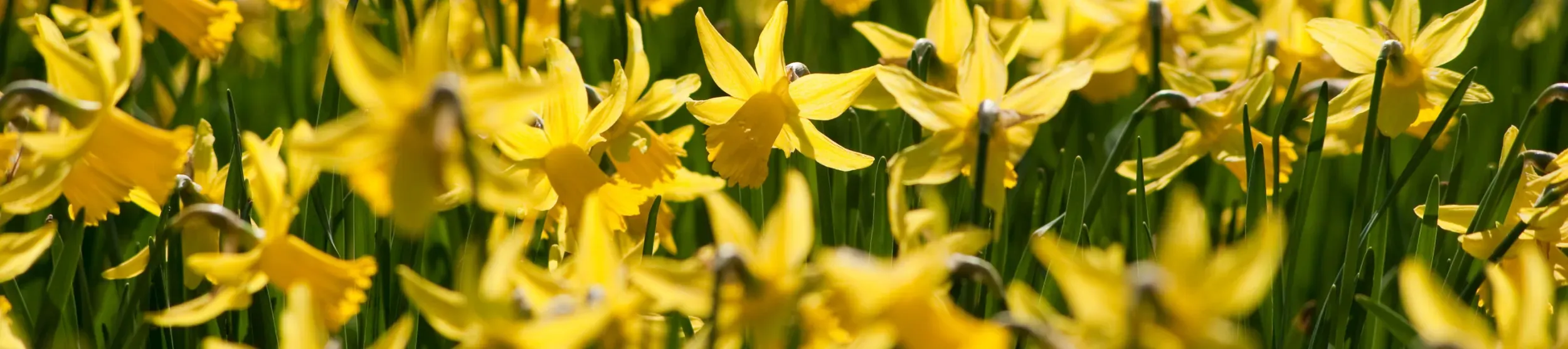 Daffodil narcissus