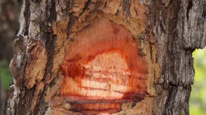 Close up of a tree bark showing Dalbergia miscolobium wood
