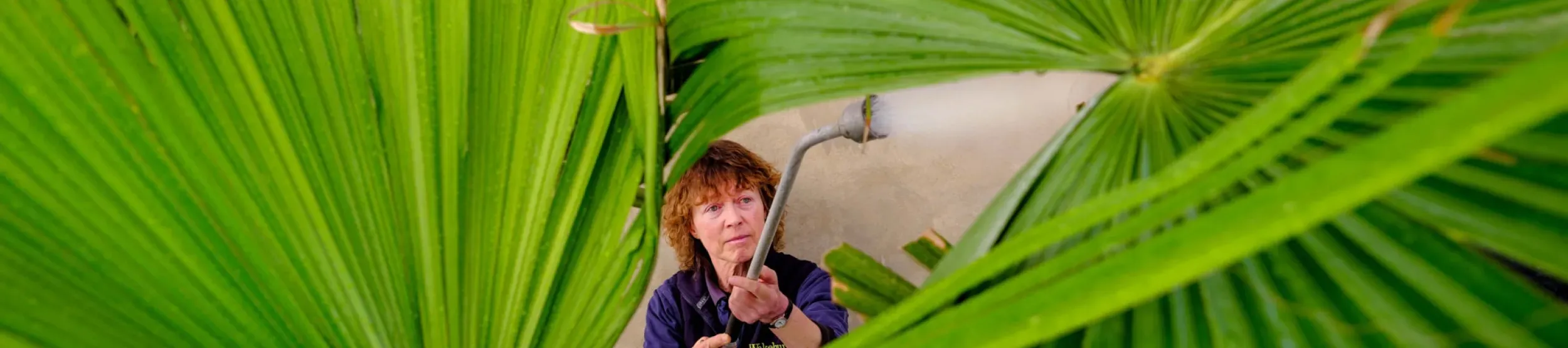 Watering palm