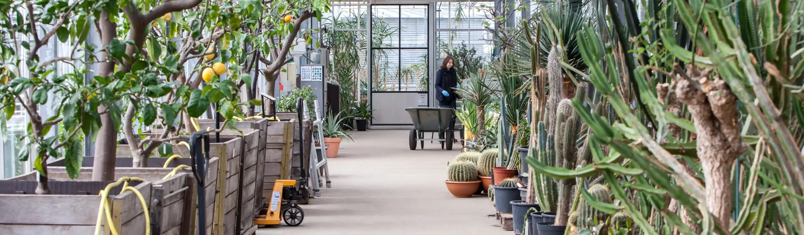 A person working at the end of a long corridor full of plants in a tropical nursery