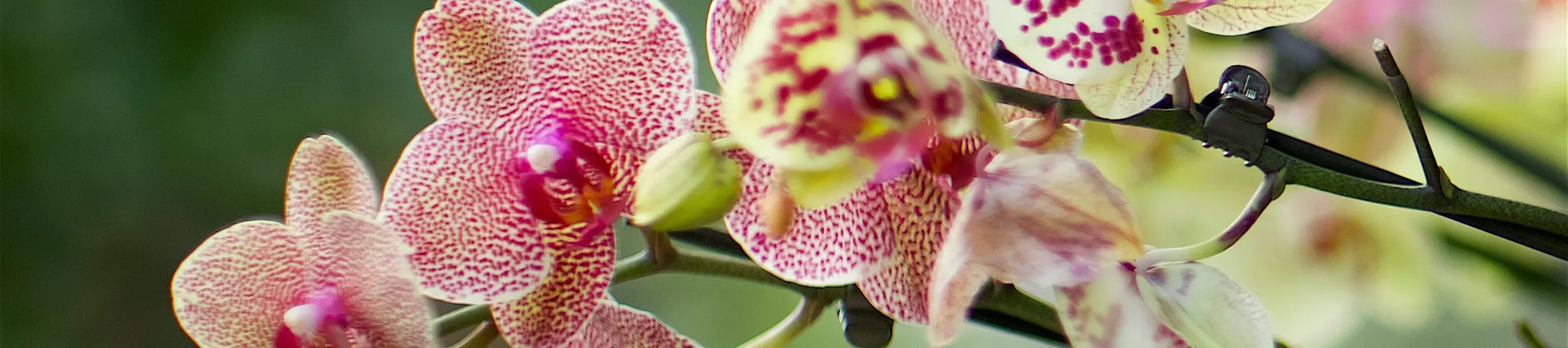 Orchids at Kew