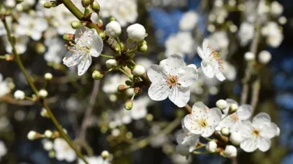 Blossoms at Kew