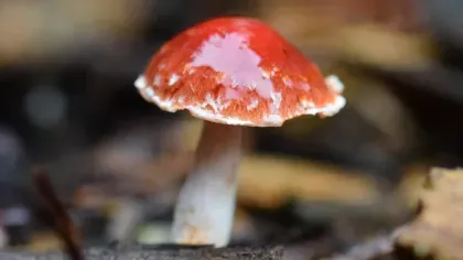 A mushroom blooming with a red toadstool