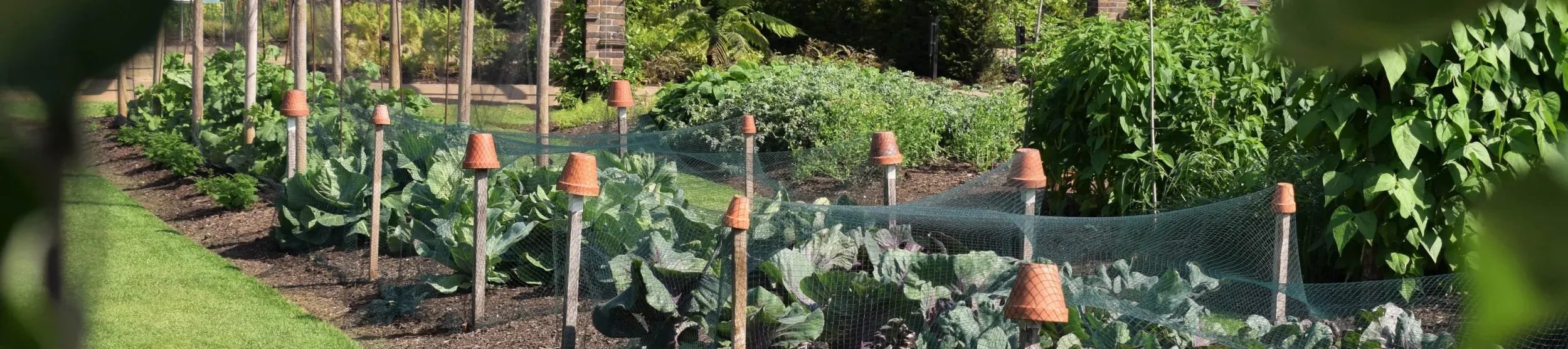Kitchen Garden 