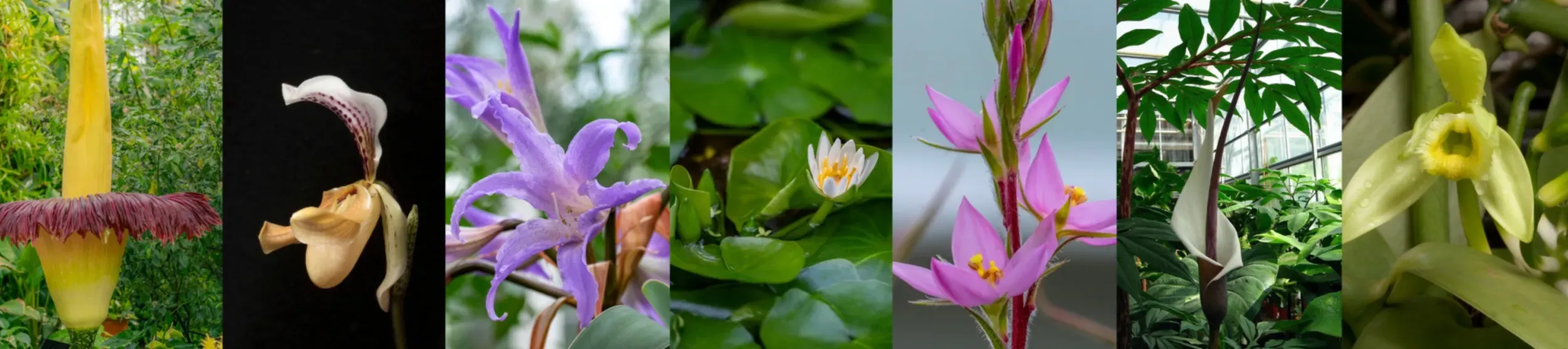 Photos of seven different flowering plant EDGE species