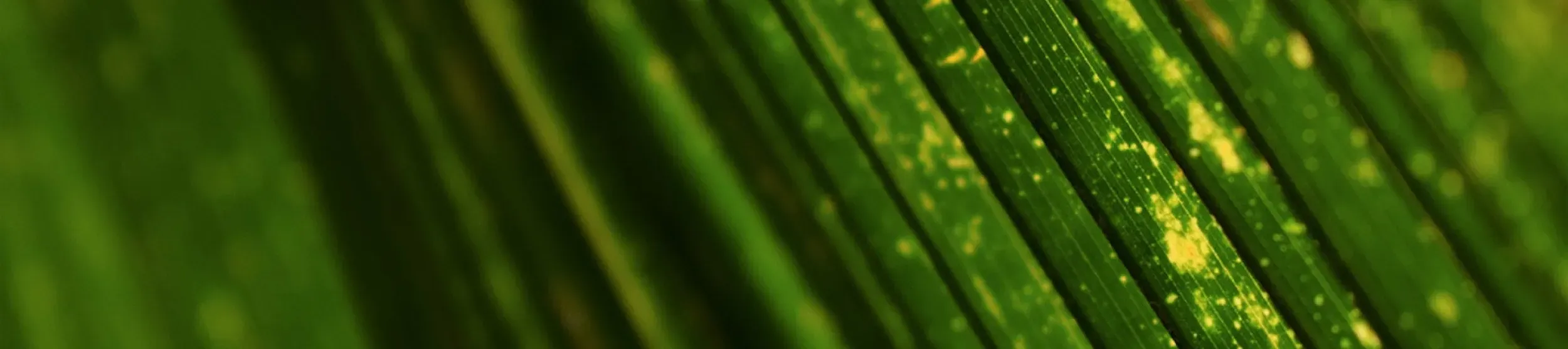 Close up of a leaf