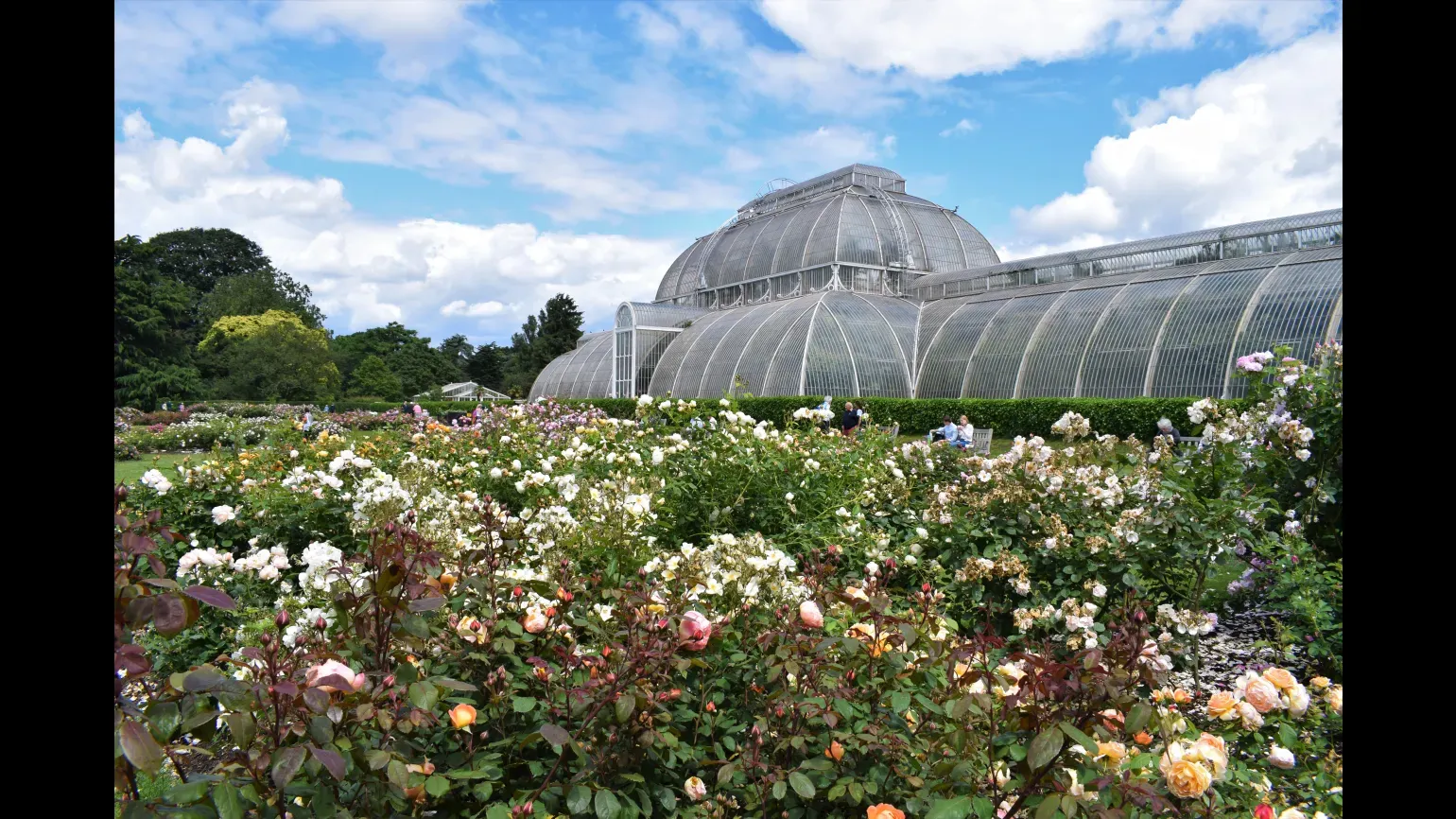 Several colourful roses growing in front of a large glasshouse