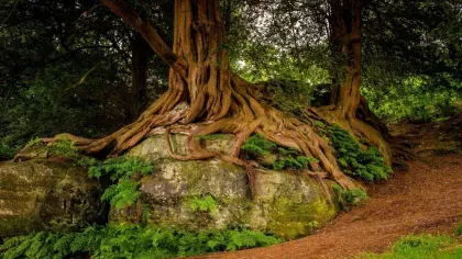 Large roots of a yew tree growing over a rock wall