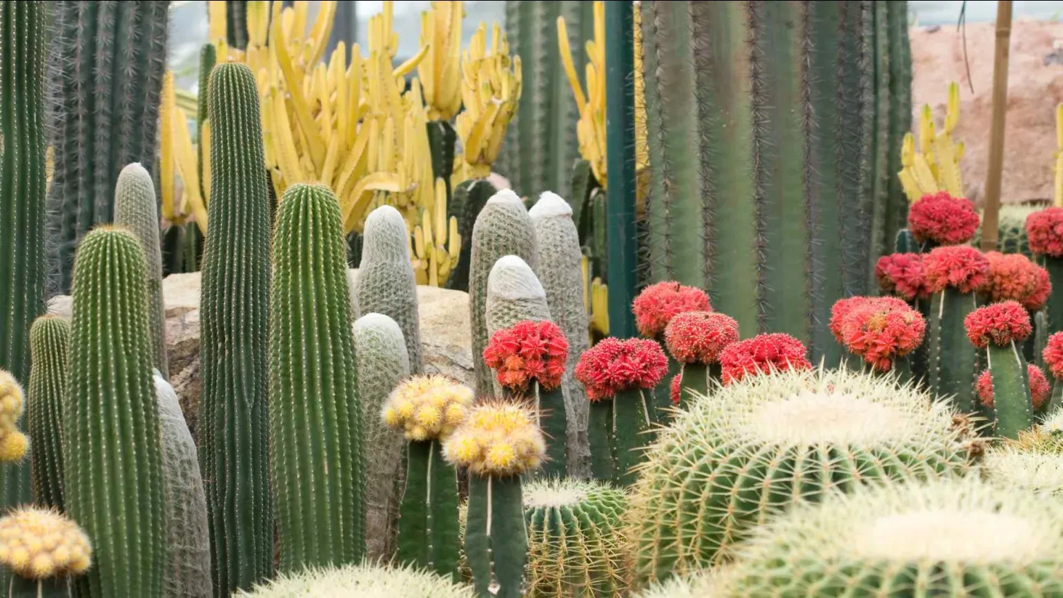 Variety of cacti species in a greenhouse, including tall columnar cacti and others with vibrant red and yellow flowering tops.