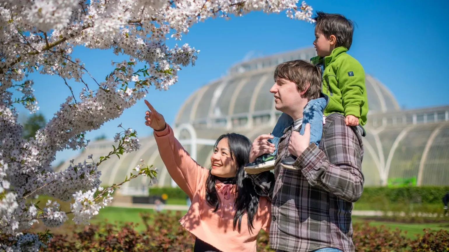 An image of a family standing in front of a cherry blossom tree, with the Palm House in the background. A child is on his father's shoulders, with his mother standing next to them, pointing up at the cherry blossom tree.