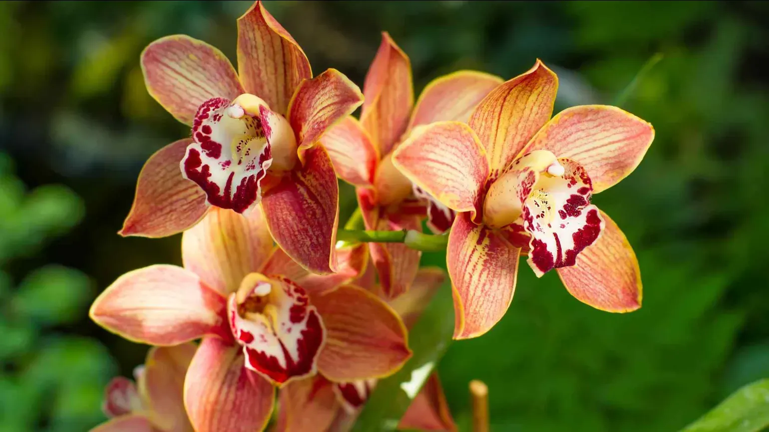 Close-up of several red and yellow Cymbidium orchid flowers with striped petals and patterned lips, against a blurred green background.