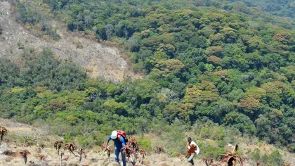 Researchers clamber through a grassy area set against a backdrop of mountains and trees