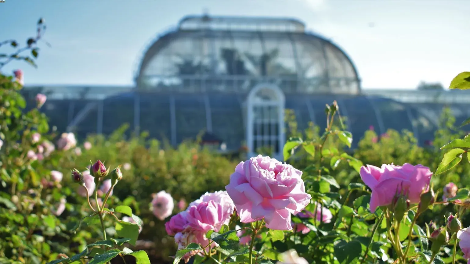 Pink roses in front of the Palm House at Kew