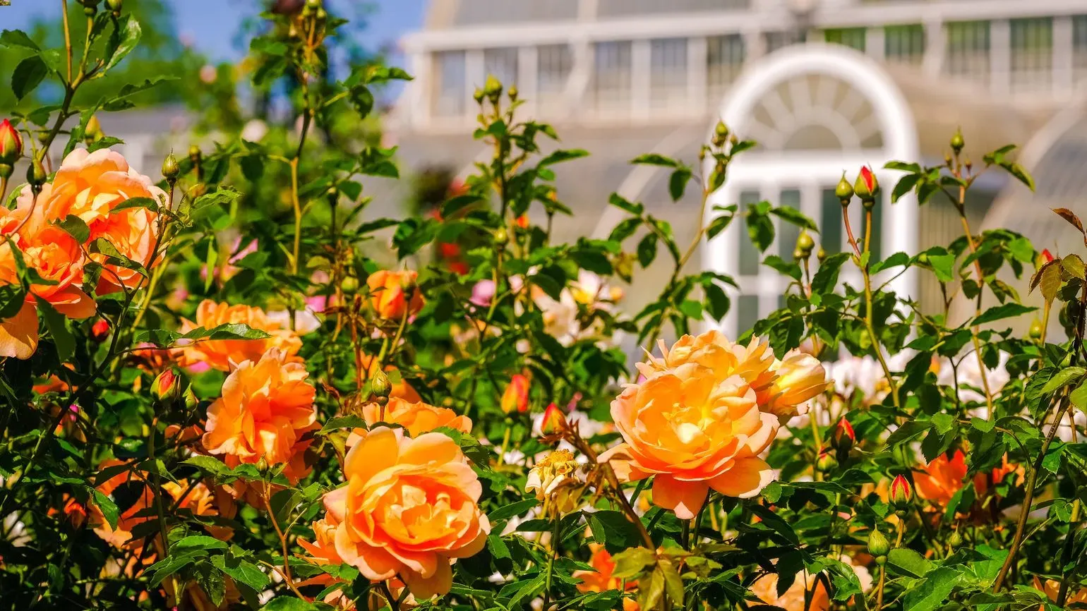 Orange roses in the Rose Garden at Kew Gardens in front of the Palm House