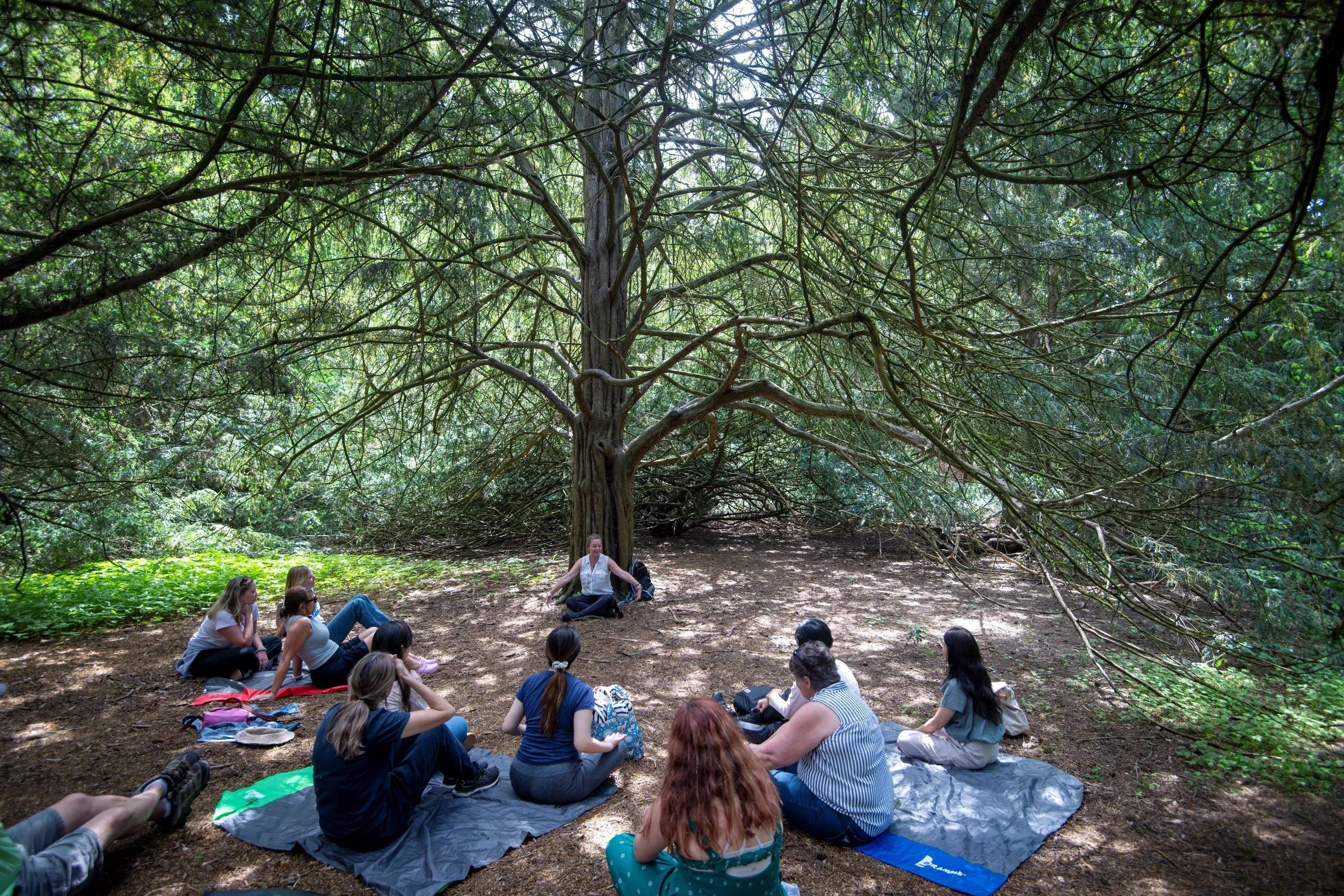 Forest Bathing