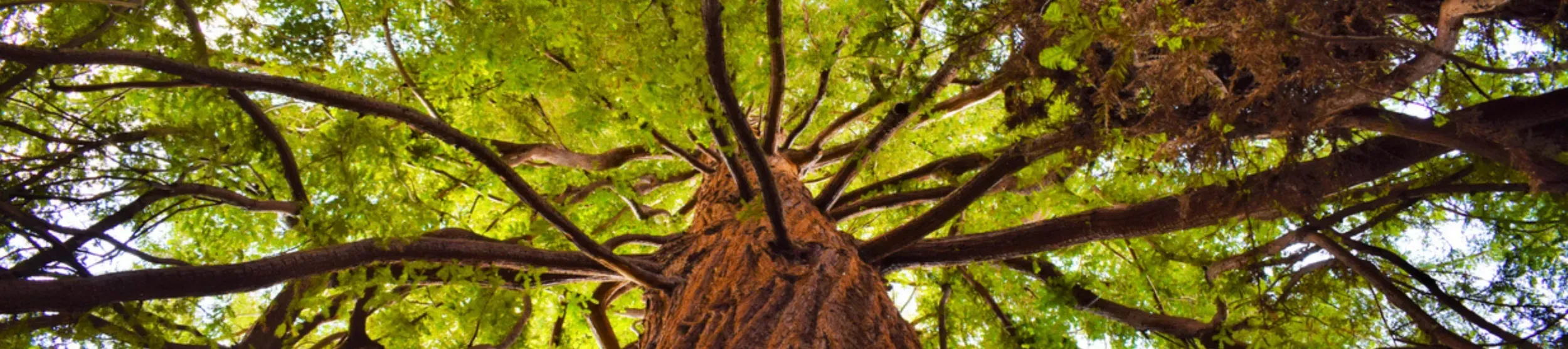 Forest bathing at Kew
