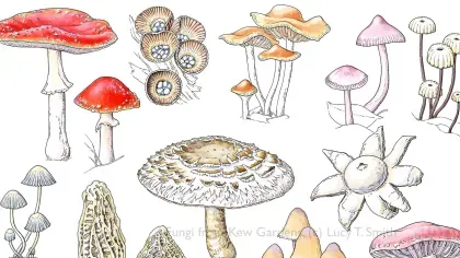 Botanical illustration of different fungi species in various colors and shapes, drawn by Lucy T. Smith