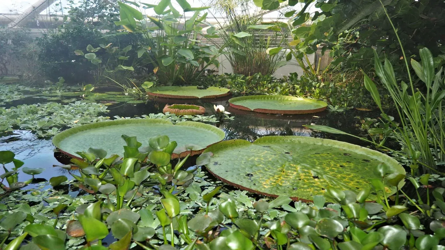 Large, green leaves of giant waterlilies on water