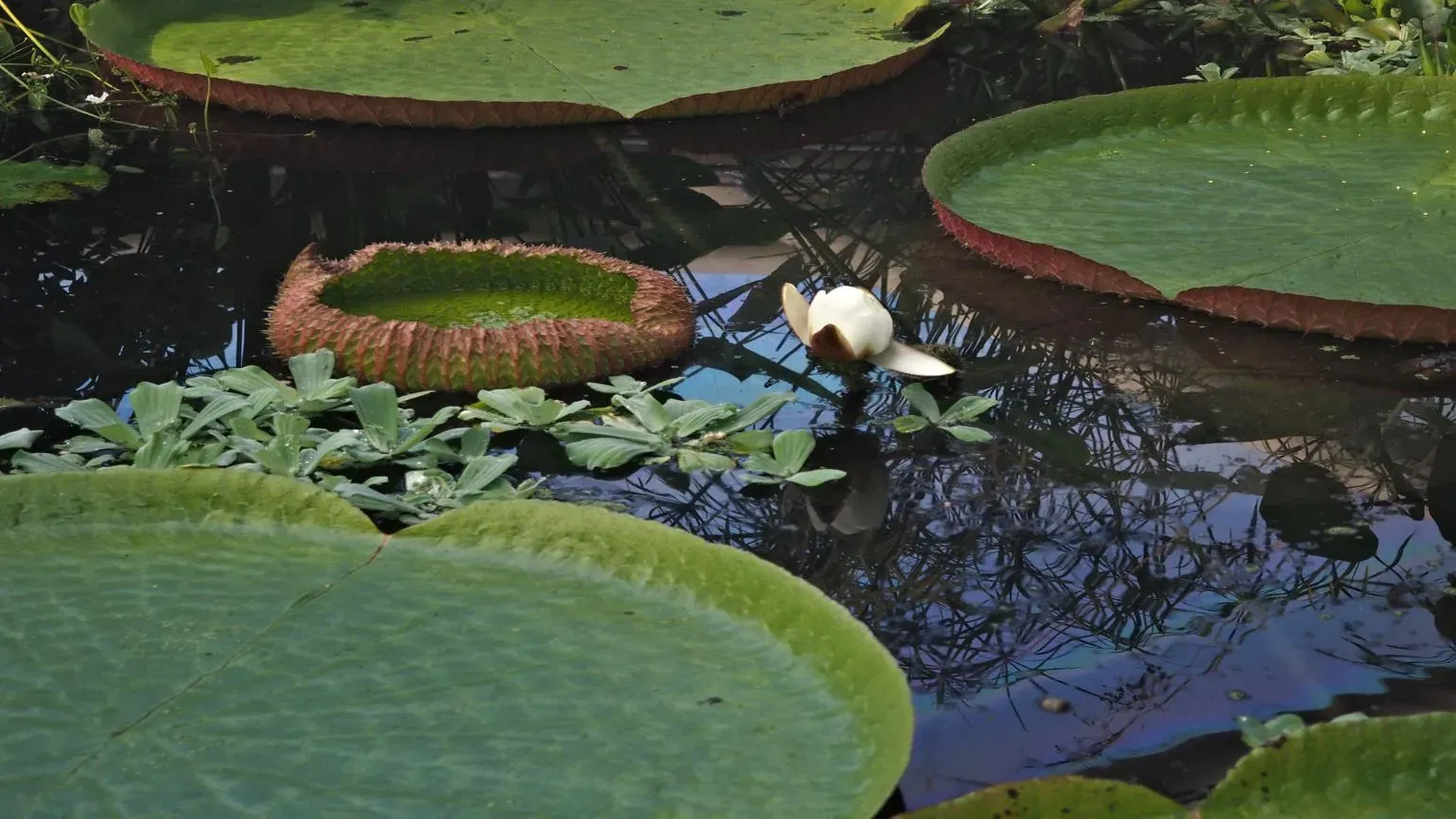 Large leaves of giant waterlily