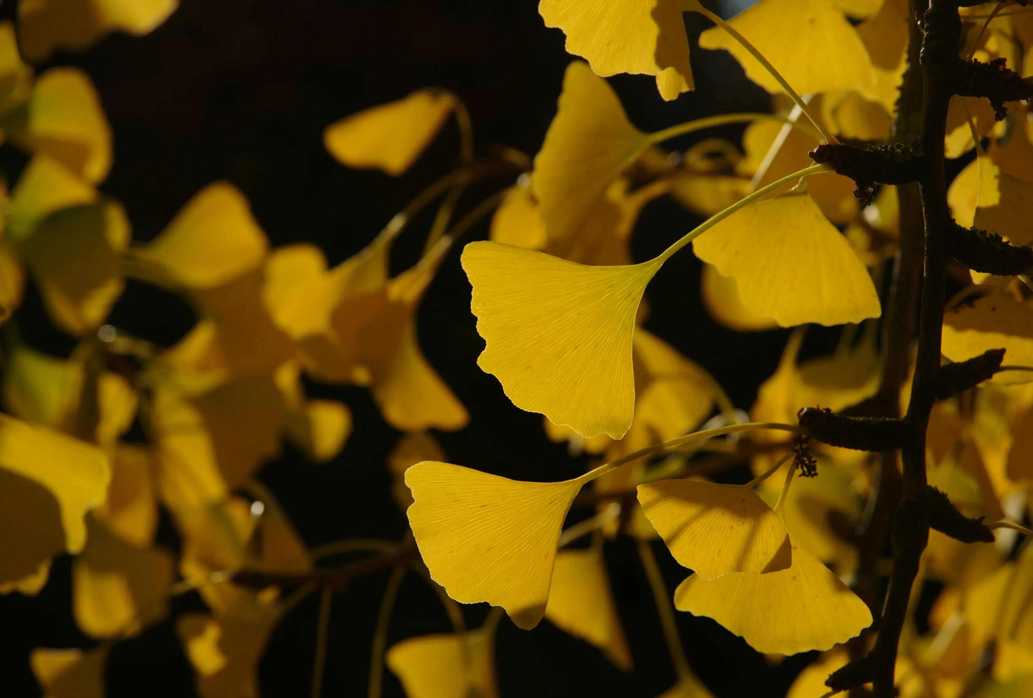Ginkgo biloba leaves in autumn